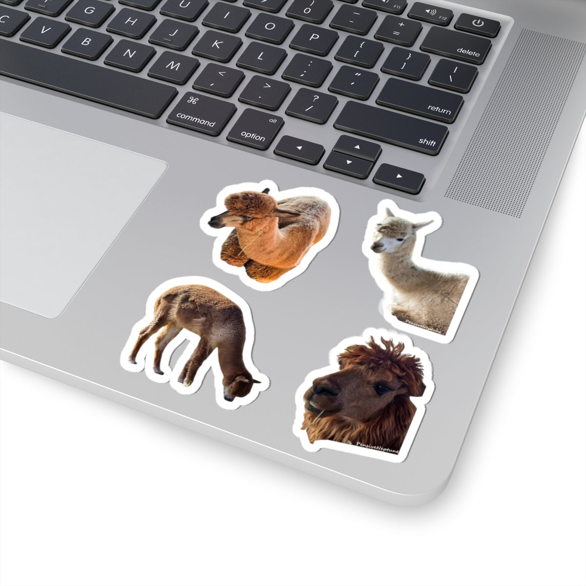 Alpacas