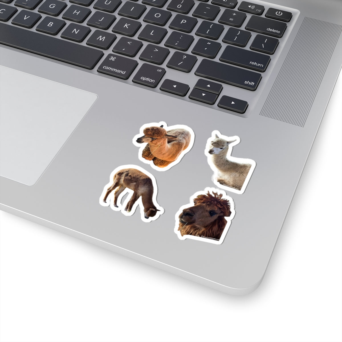 Alpacas