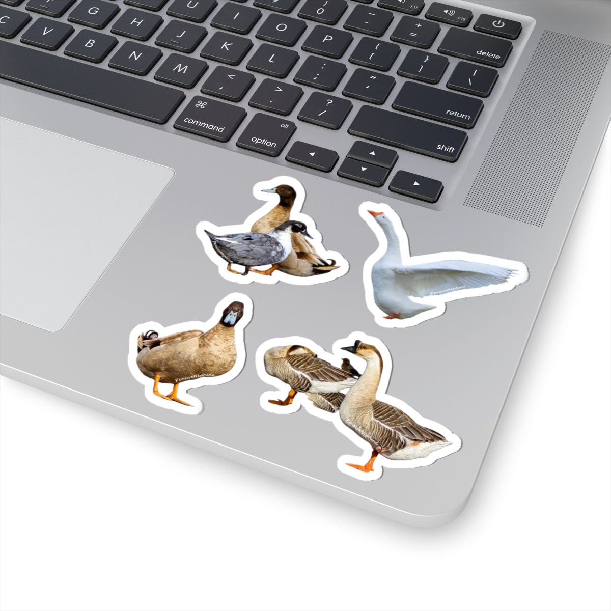 Ducks & Geese