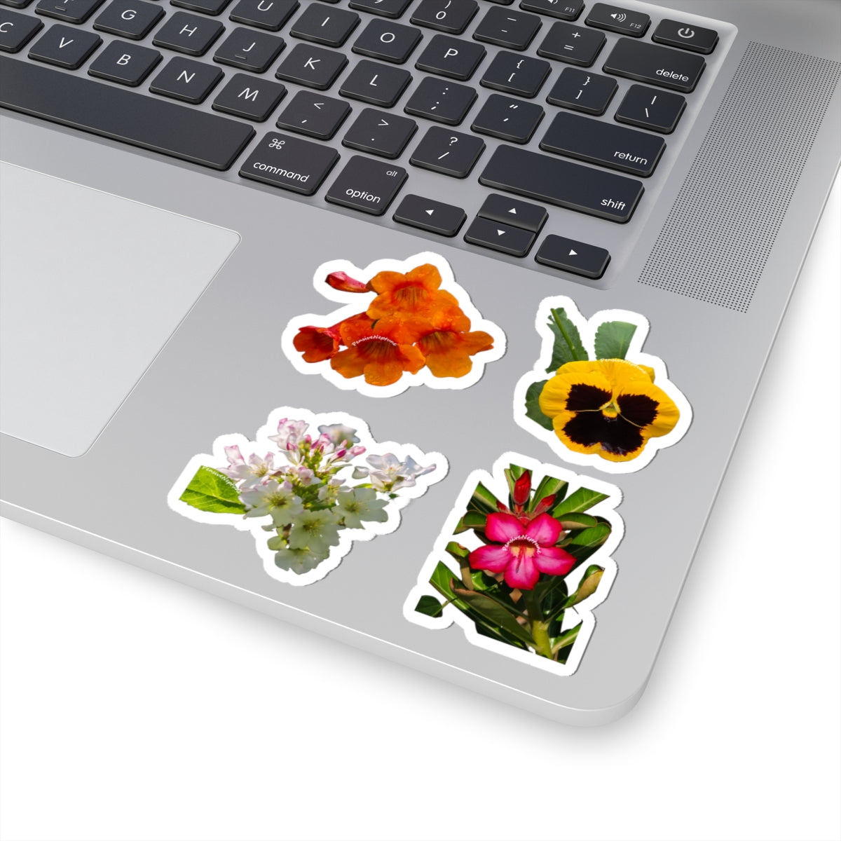 Wildflowers