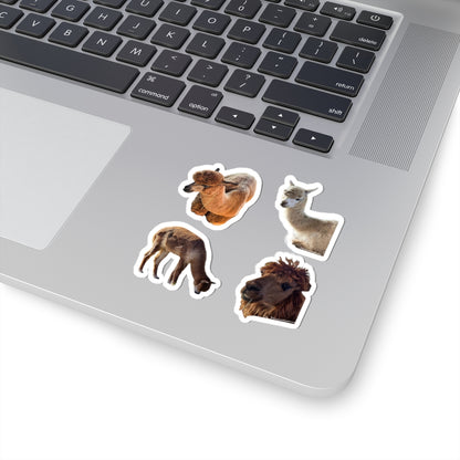 Alpacas
