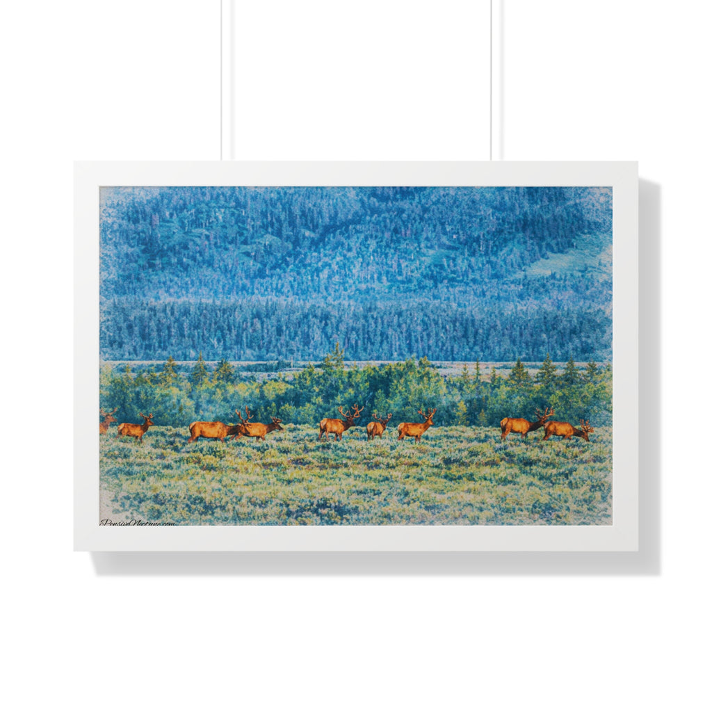 Elk Beneath the Evergreen Veil