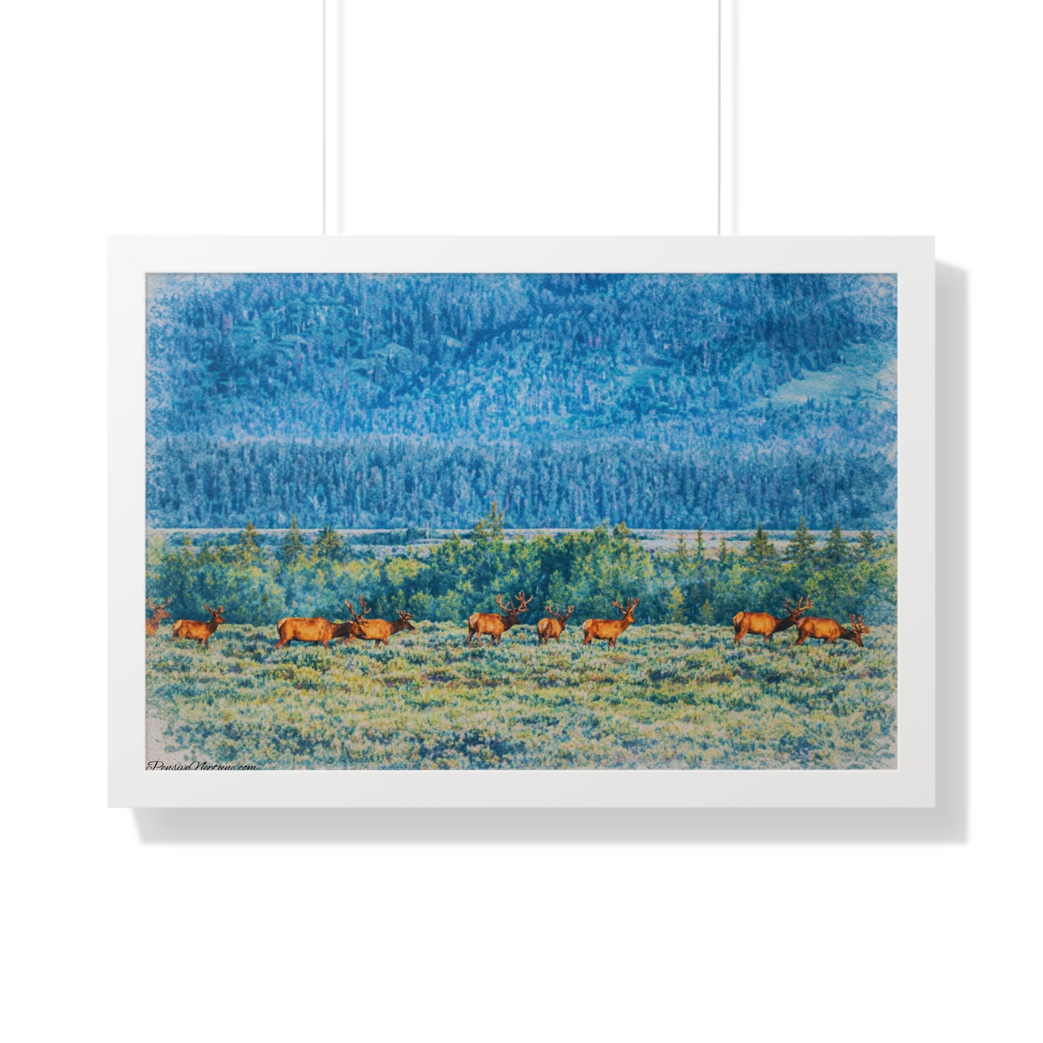 Elk Beneath the Evergreen Veil