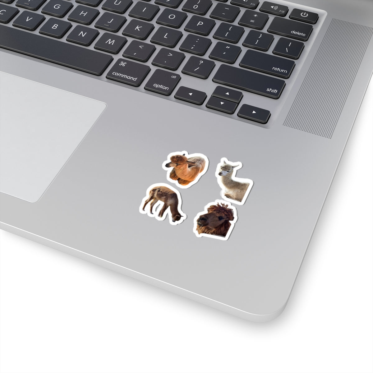 Alpacas