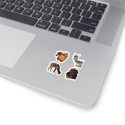 Alpacas