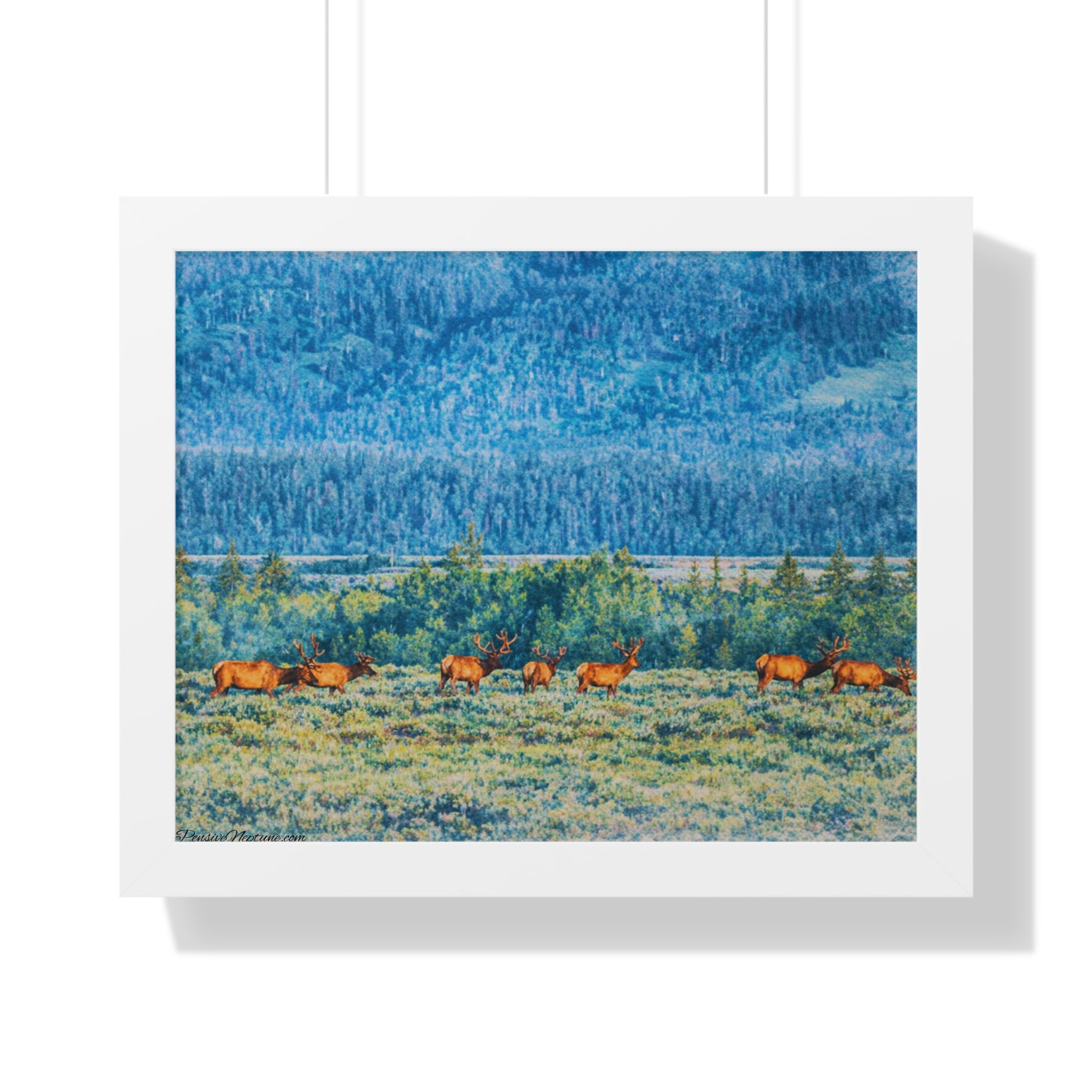 Elk Beneath the Evergreen Veil