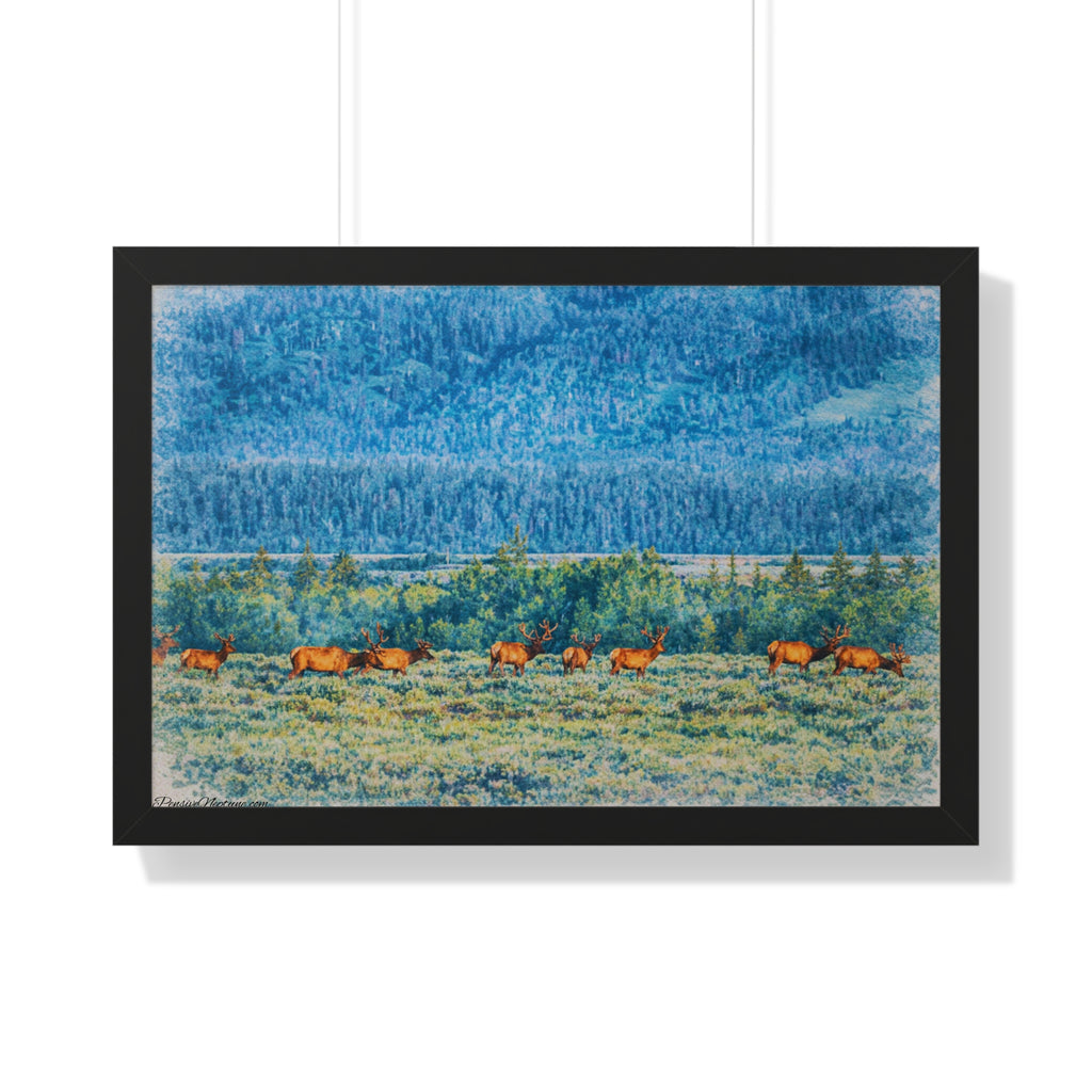 Elk Beneath the Evergreen Veil