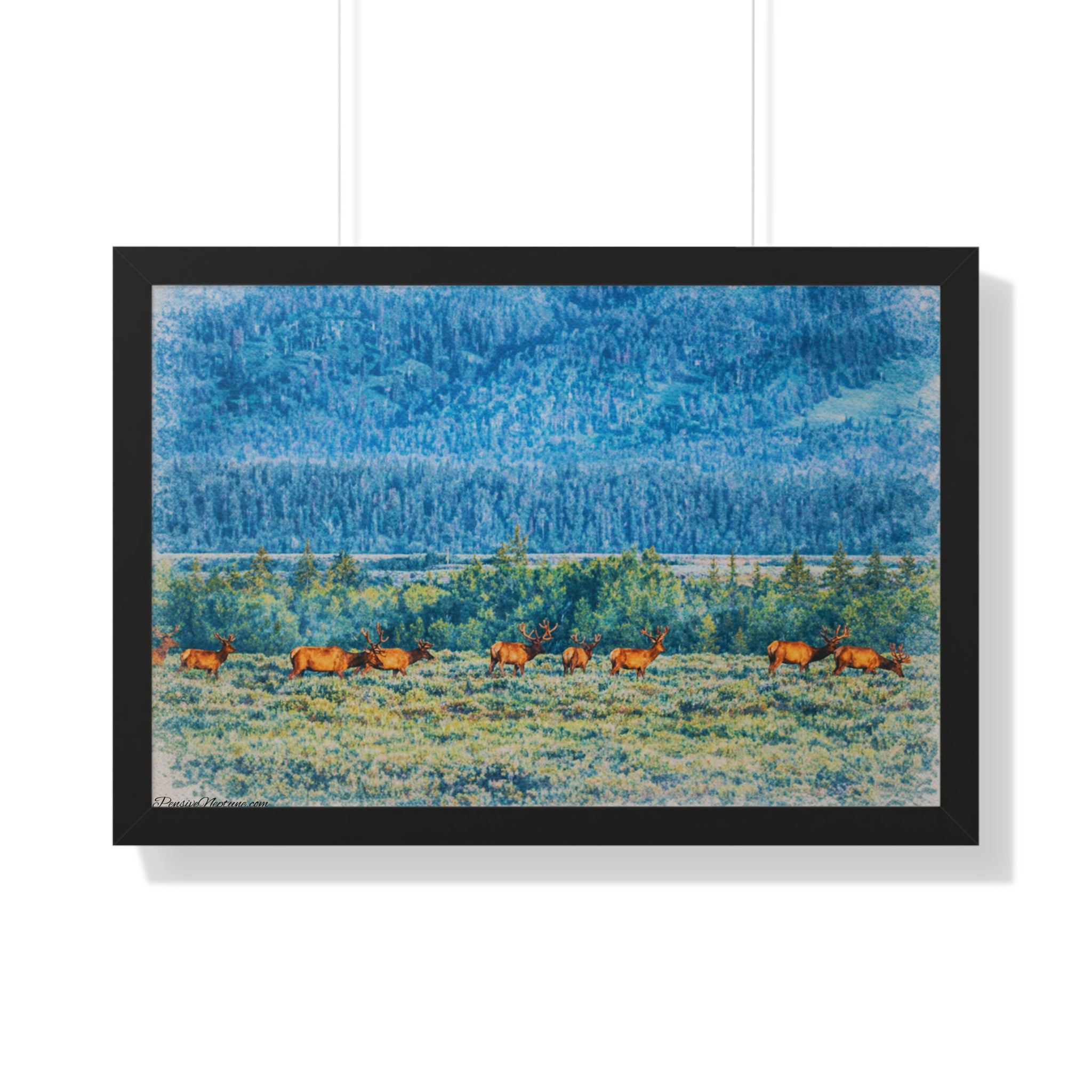 Elk Beneath the Evergreen Veil