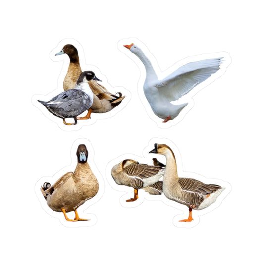 Ducks & Geese