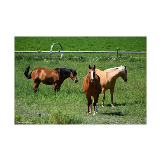 Mustangs