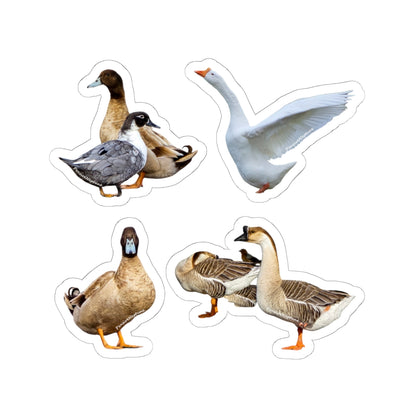 Ducks & Geese