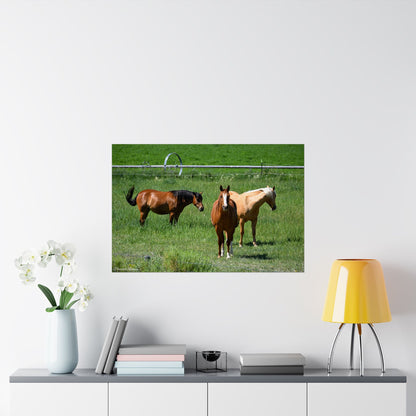 Mustangs