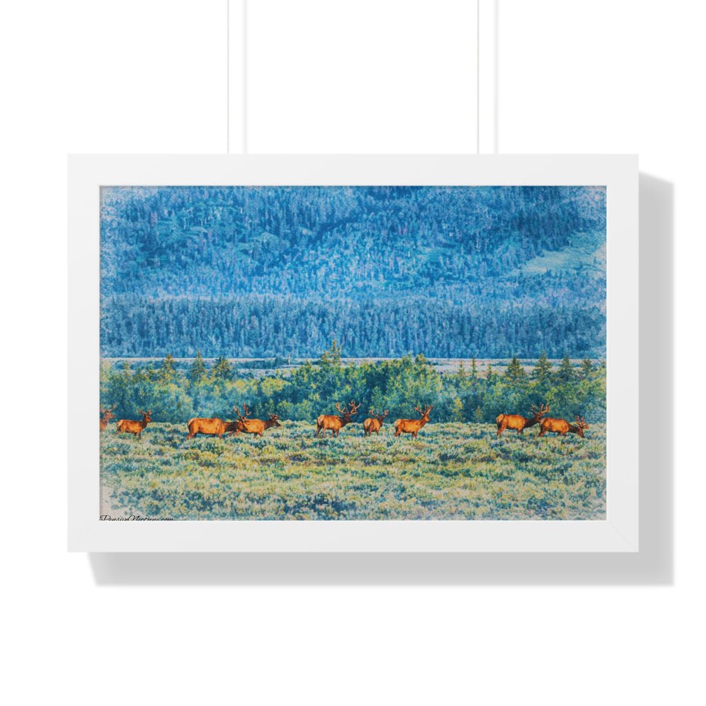 Elk Beneath the Evergreen Veil