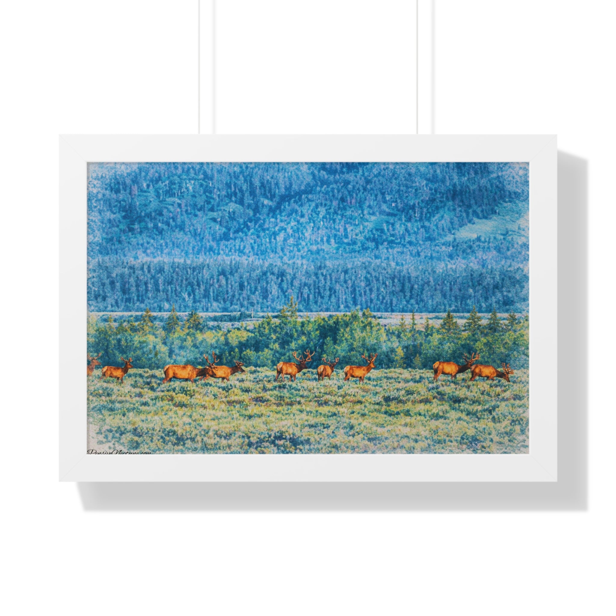 Elk Beneath the Evergreen Veil