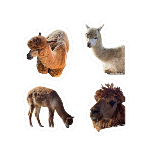 Alpacas
