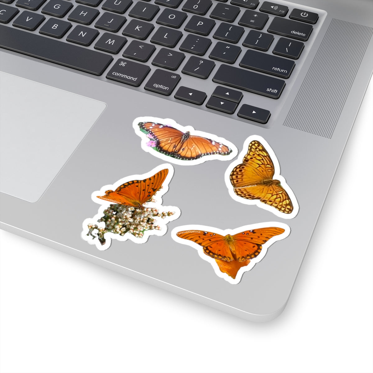 Butterflies